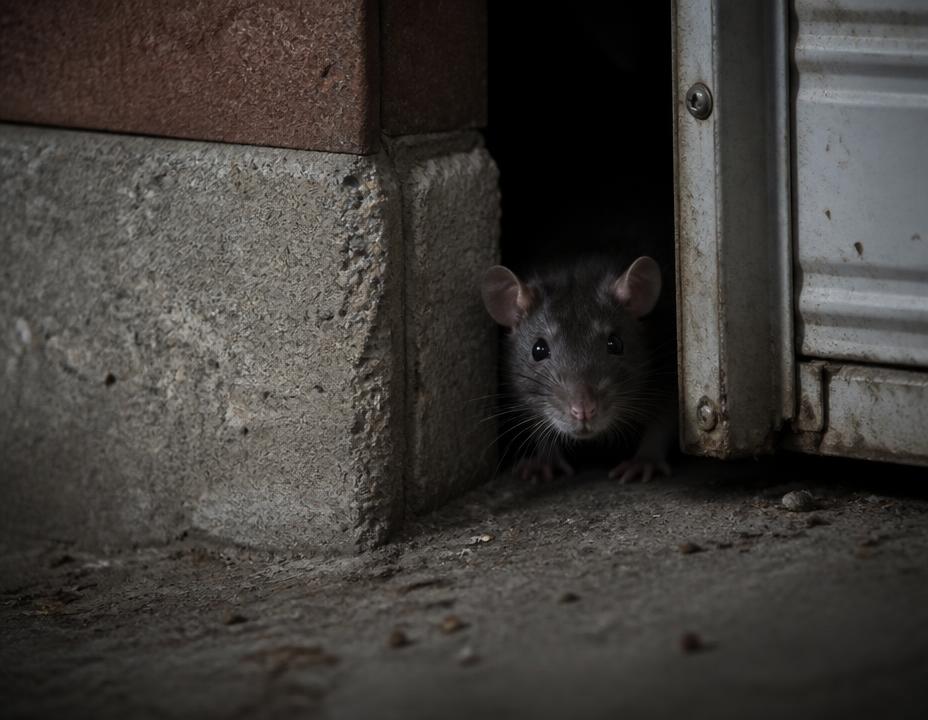 Rato junto a uma parede